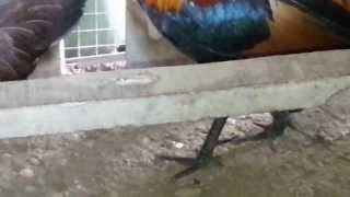 Ayam hutan ori..power berlaga....