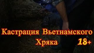 Кастрация Вьетнамского Хряка?