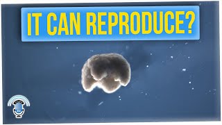Scientists Unveil First Living Robots That Can Reproduce (ft. Cat Le)