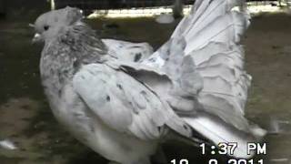 indian fantail pigeon