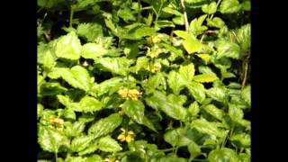 ЯСНОТКА  LAMIUM (LAMIASTRUM,  GALEOBDOLON)  Сем. Губоцветные