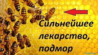 СИЛЬНЕЙШЕЕ ЛЕКАРСТВО ПЧЕЛИНЫЙ ПОДМОР.НАСТОЙКА