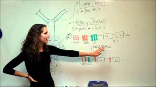 VDJ Recombination Lecture 53 & 54