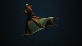 Close Encounter With a Vampire Squid | Nautilus Live