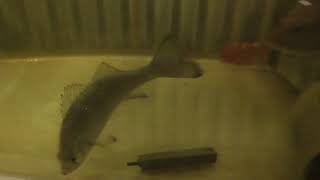 サビキで釣ったセイゴ（ヒラスズキ仔魚）は捕食動画用に飼育します　和歌山　釣太郎
