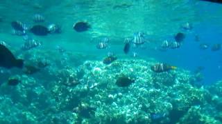 Египет 2017 осмотр из под воды Батискаф