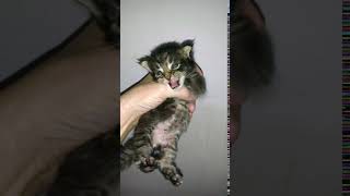 Отвернитесь  она стесняется своей наготы. Активная альфа-самочка. Turn away she's shy of her nudity.