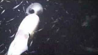 Giant Squid New Trailer 2