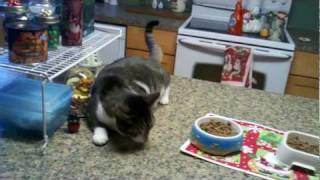Cat seizure
