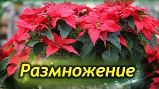 Размножение РОЖДЕСТВЕНСКОЙ ЗВЕЗДЫ. Ошибки при размножении Пуансеттии.