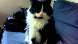 Bronson - the stupidly cute cat