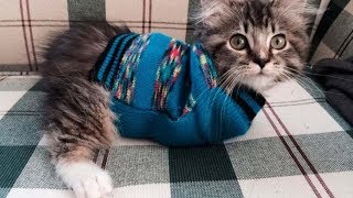 Кошечка без лапок по имени Оладушек ходит, как зайчик, и учит всех нас оптимизму!