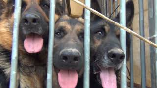 Aufladetraining in den neuen Hunde-Transporter.
