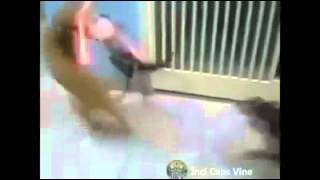 Komik Kedi vs Köpek Küfürlü Dublaj