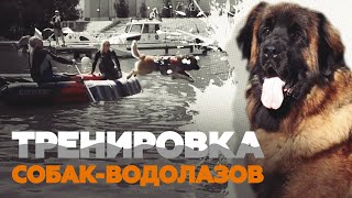 Тренировка собак-водолазов в акватории Стравинского затона