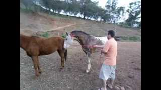 garanhao appaloosa