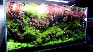 I want you to see my proud aquarium ３分だけでいいから俺の誇り高き水草水槽を見て欲しい。