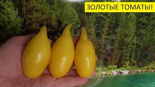 ТОМАТ ЗОЛОТОЙ ЛИМОН.№350. ДЕГУСТАЦИЯ.