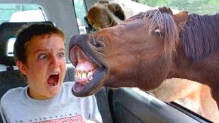 Best Funny Pet Videos Of The 2020 - Curious ???? Cats And ???? Dogs