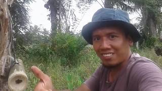 CARA MENGINFUS LEBAH MADU TRIGONA MENGUNAKAN BAMBU II