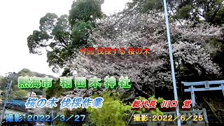 熱海市和田木神社の記録　桜の木伐採（開始～終了までの高速再生動画）　２０２２／６／２５