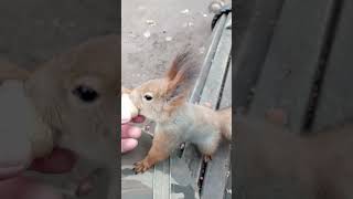 Три белки / Three squirrels