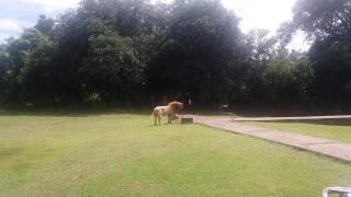 Rolling lion at Mfuwe lodge Ginger.