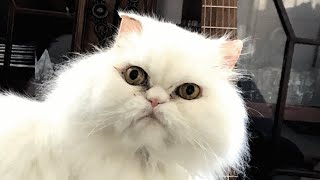 Woman brings home a senior cat. Then discovers he won't stop talking.