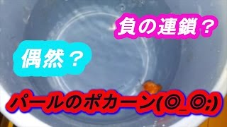 負の連鎖？偶然？ピンポンパールのポッカーン・・・【GOLDFISH】