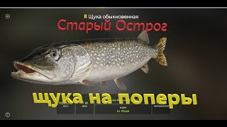 Русская рыбалка 4-РР4-RF4. Старый Острог, щука на поперы