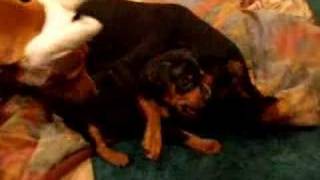 MOTHER MIN PIN TEACHING HER PUPPY SON THE ROPES