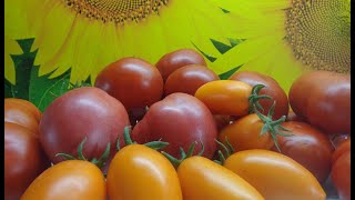 Как заказать семена томатов сейчас, в январе 2023 года?
