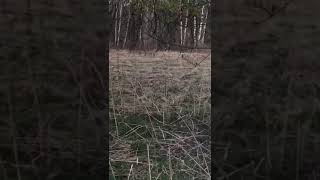 Охота на вальдшнепа 2019. Вечерняя тяга.