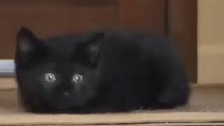 Brinquedos para gatos - Ratinho Elétrico