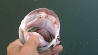 GIANT BASS FROM SHORE ON ASSASSINATOR BUZZBAIT