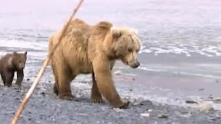 Mother Bear and Cubs | Big Bear Diary | BBC Earth