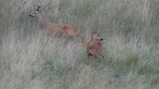 bronsttijd ree Leende   ( Capreolus capreolus )