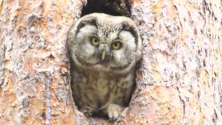 Włochatka / Aegolius funereus / Tengmalm's Owl HD
