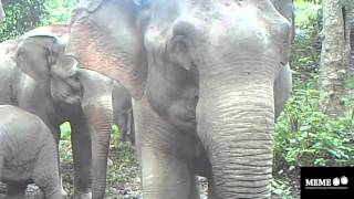 Malaysian elephants discuss camera traps