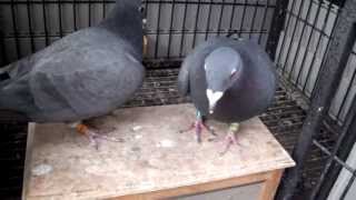 Black Racing Pigeons