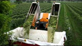 Vendemmia 2010 - Prima volta con la vendemmiatrice