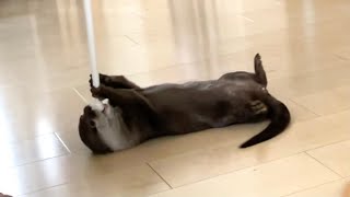 カワウソさくら 犬の散歩のようにくっつくカワウソotter like a dog walking