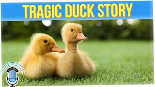 California Dad Helping Ducks Cross Busy Street Killed by Teen Driver