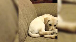 ☺ AFV Part 343 - Baby Animals (Funny Clips Fail Montage Compilation)