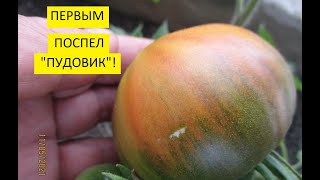 Обзор огорода 11 мая. Поспел первый томат в теплице! 