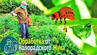 Чем обработать картофель ???? Средство от колорадского жука Битоксибациллин Опыт Гордеевых