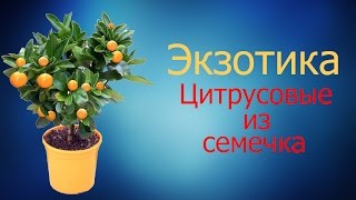 Экзотика. Цитрусовые из семечка. Как заставить цвести!!!