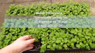 Укорененные черенки шаровидной хризантемы Мультифлора (КУРСК) 8-920-707-07-25