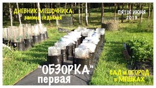 Мой ОГОРОД в МЕШКАХ. "ОБЗОРКА" первая от 5июня.ДНЕВНИК МЕШОЧНИКА 2019.ЗаписьN7.The GARDEN in BAGS.