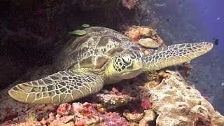 Hawksbill Turtle